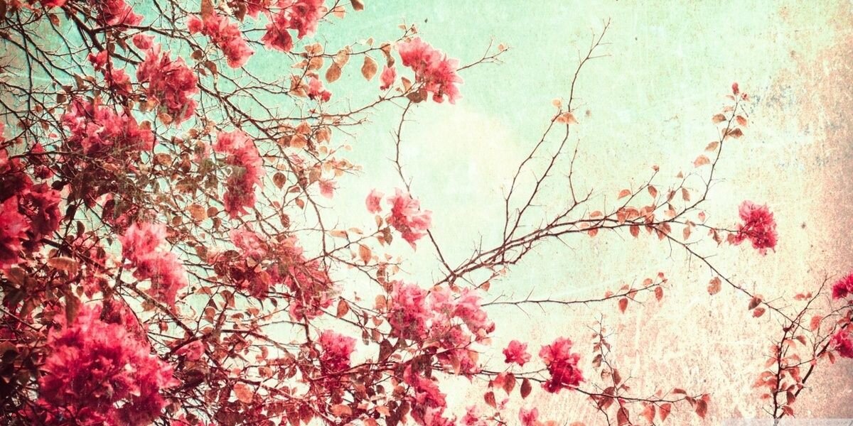 Fannyniras's profile banner image