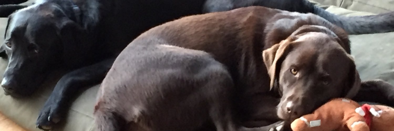 poliwigg's profile banner image