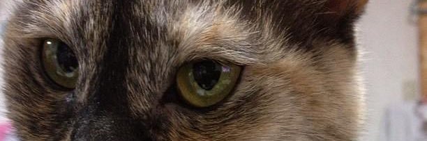 Seppil's profile banner image