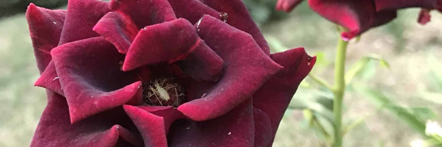 Hasan Külünk banner