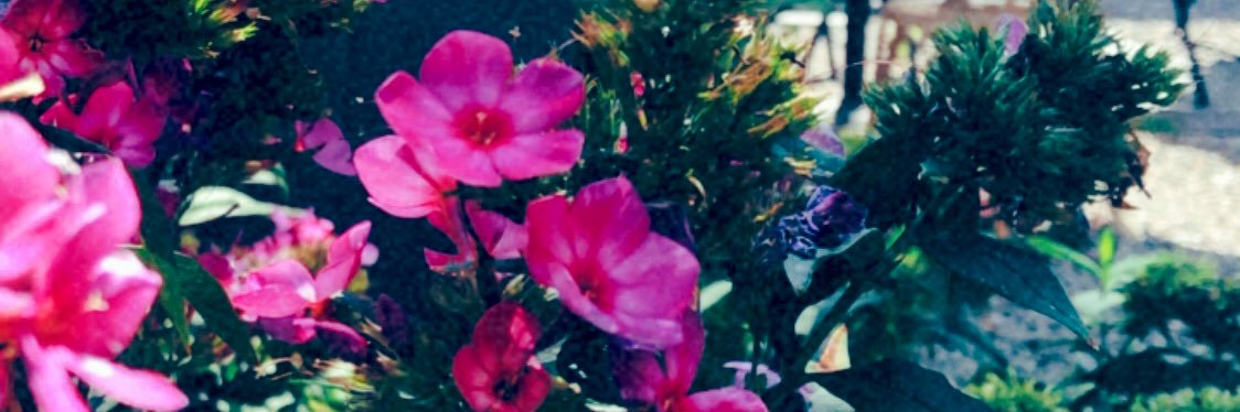 Tracy_Perez's profile banner image
