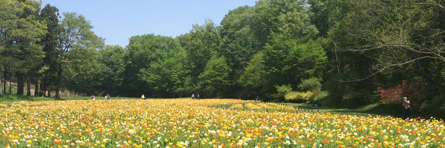 mhosojima's profile banner image