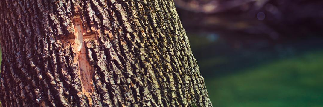 Imago Dei Travelogue banner