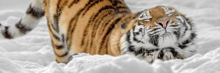nurabdullah94's profile banner image