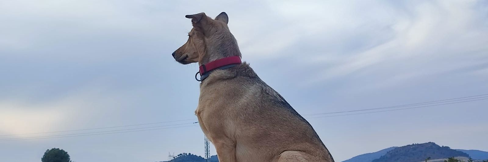 Marc Cosme Folguerà banner