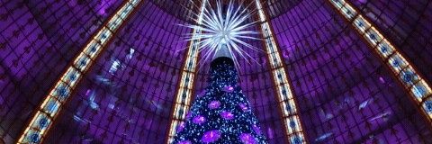 TTM：aki8564℗ 🌹🐷🌹 banner