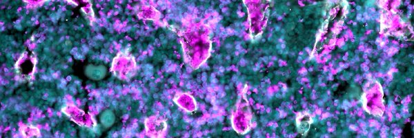 AmiLang_Science Profile Banner