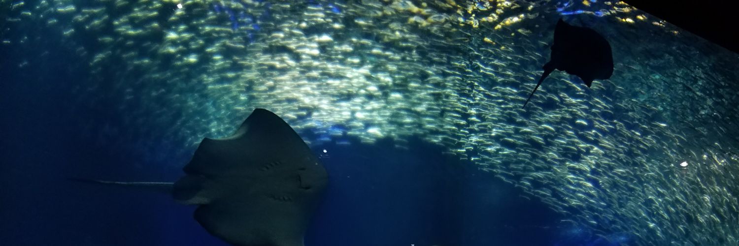 鵺🍮@ブラハ教 banner