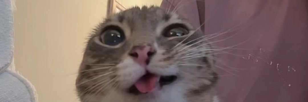 seucrocante's profile banner image