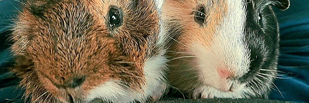 💙Festus & Romeo🩵w/🌈Gracie 3/22🩷 banner