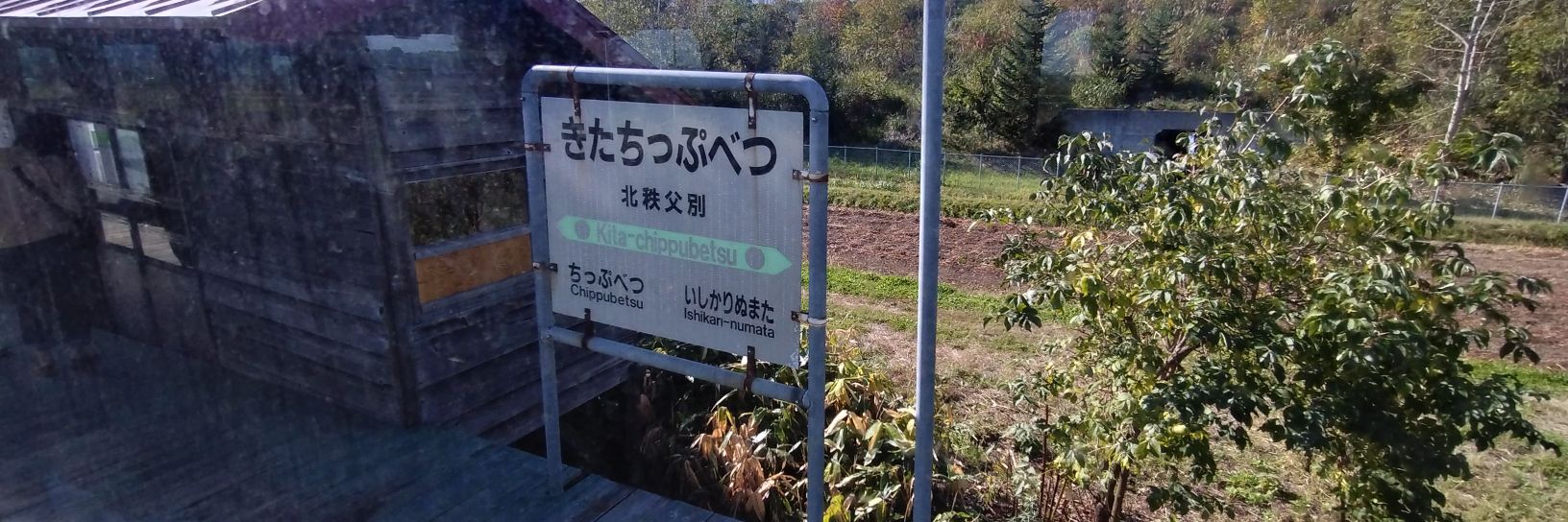 白いあざらし banner
