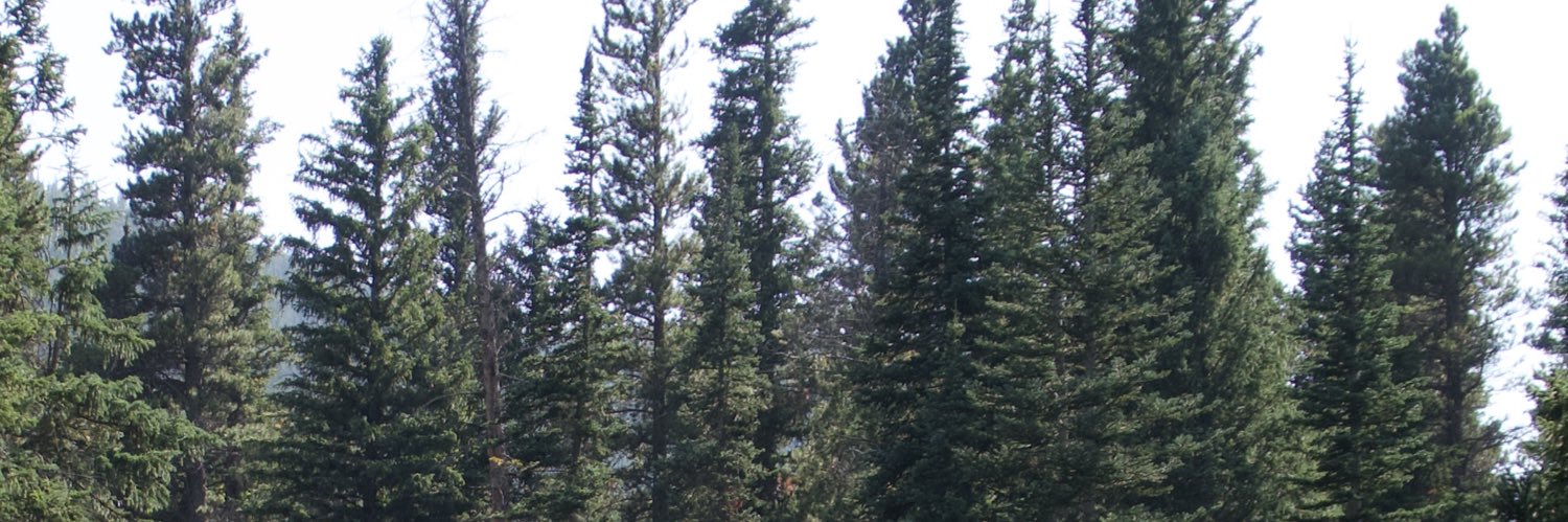 Sarah Staskiewicz, DO banner
