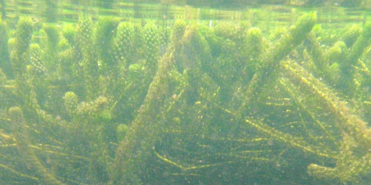 IFI Invasive Species banner