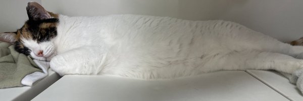 dvlgy Profile Banner