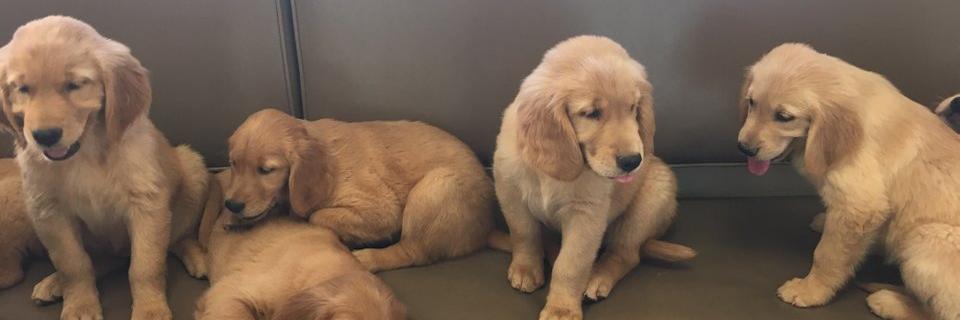 ilovepet7's profile banner image