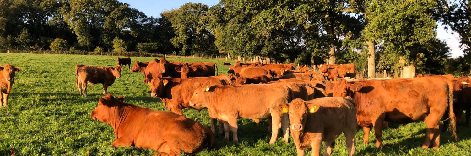 Jonathan Bowman banner