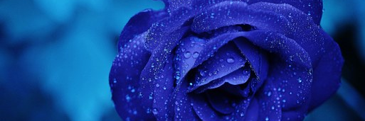 蒼いウサコ banner