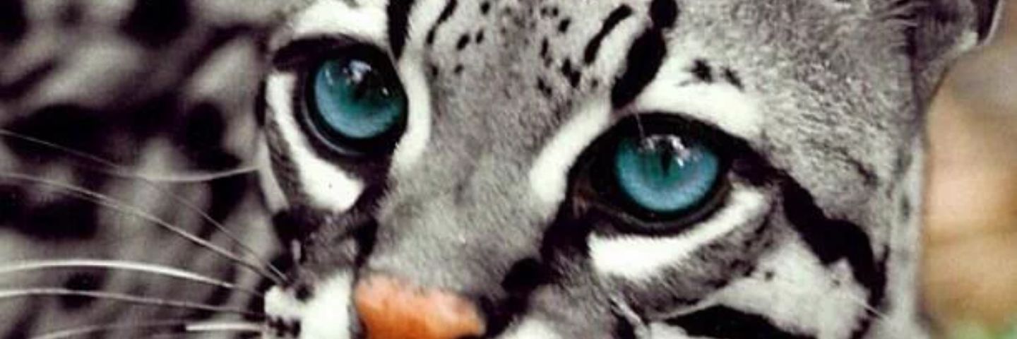 BookiBookie's profile banner image