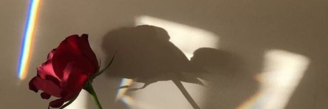 тнıтıяäт🌹 banner
