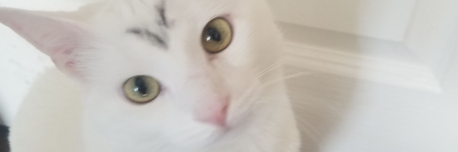 CatsSpaceCoffee's profile banner image