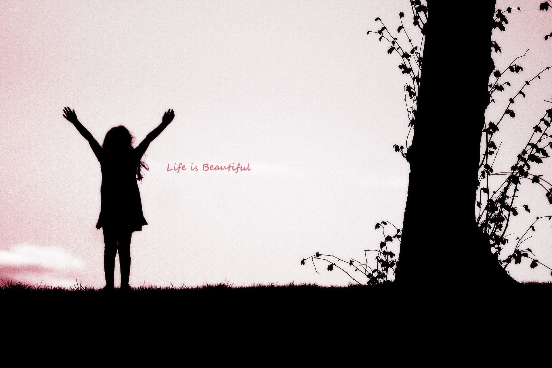 LAUSER banner