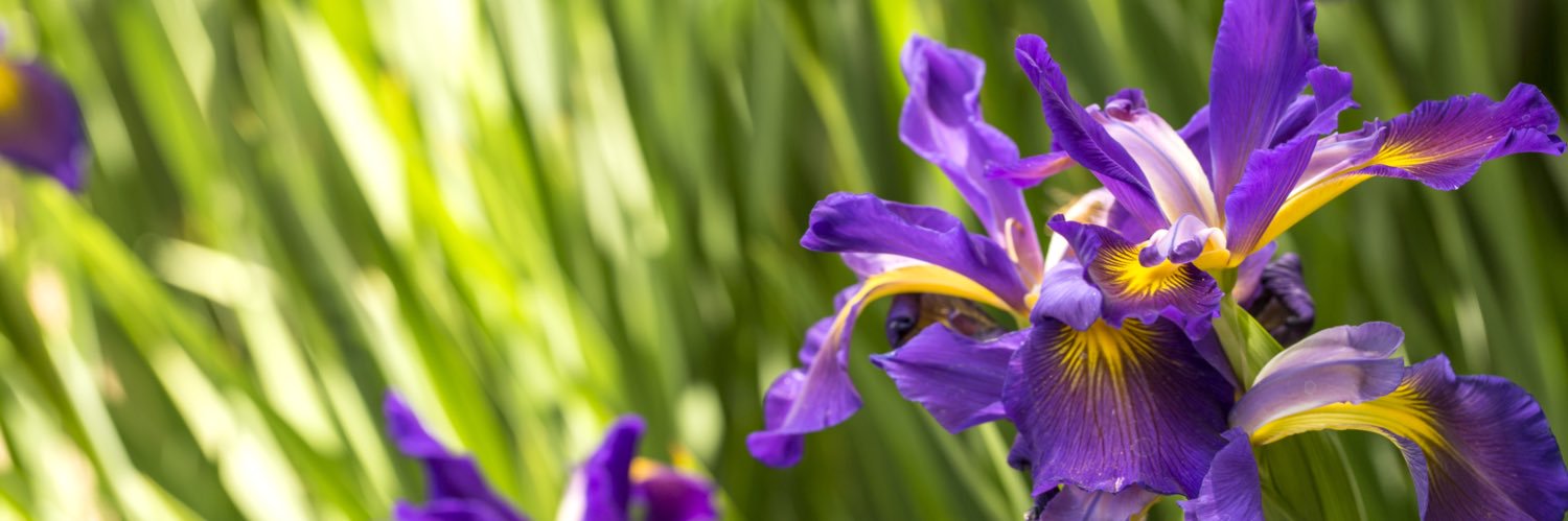 Leadership Tennessee banner