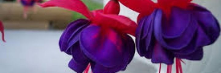 zo_flower's profile banner image