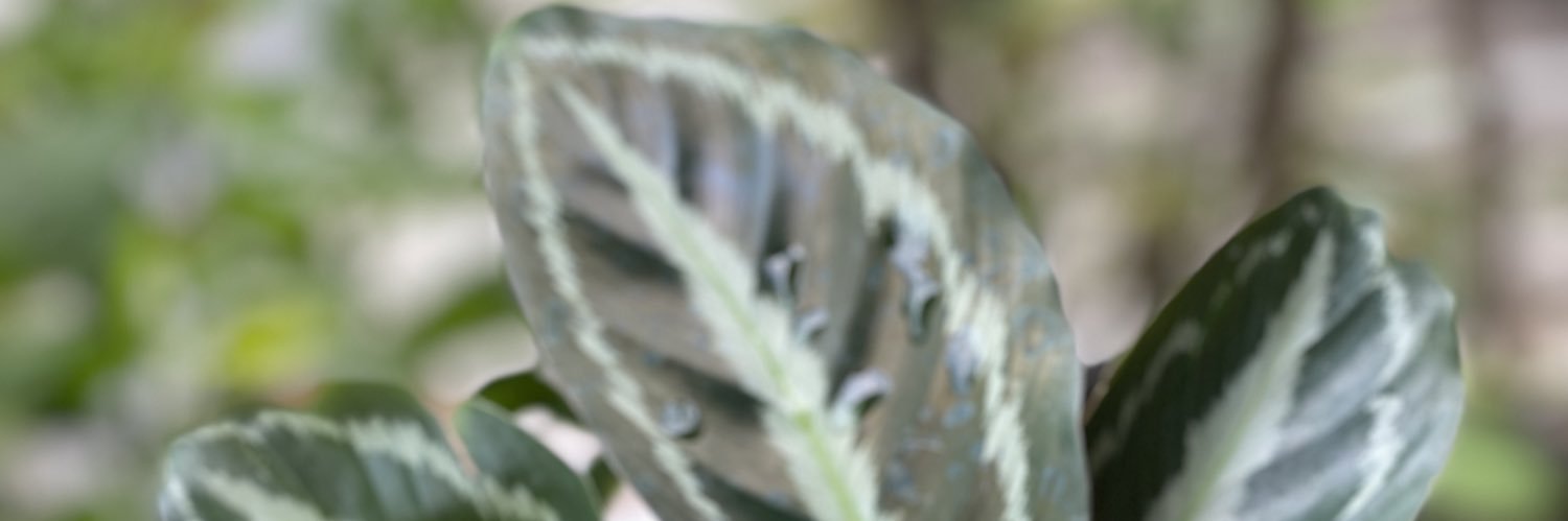 rievanvalenteo's profile banner image