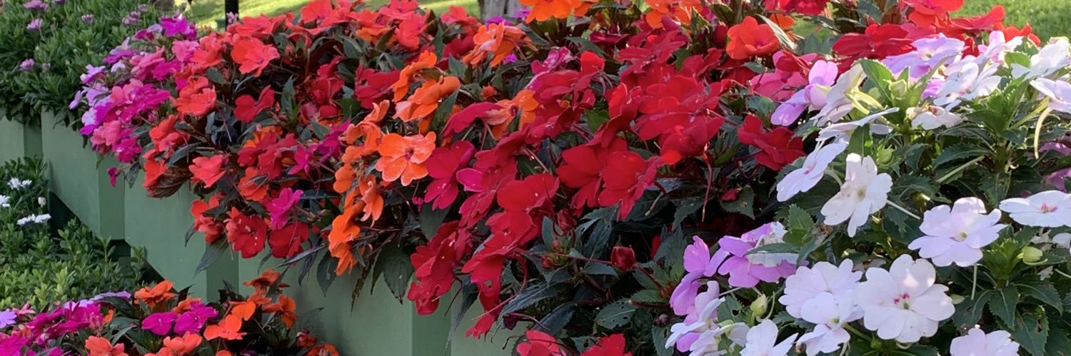 amandaaferrez's profile banner image