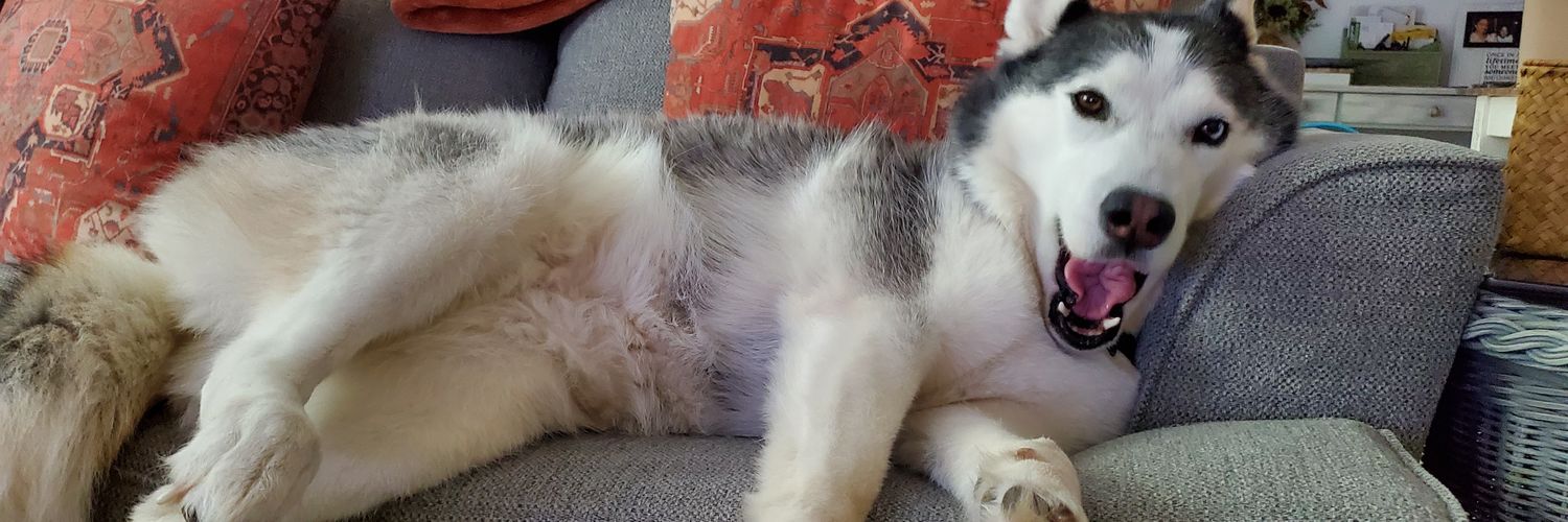 🖤Odyssey Fox🖤 banner