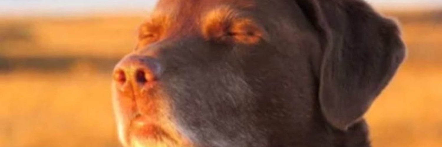 VerySauer's profile banner image