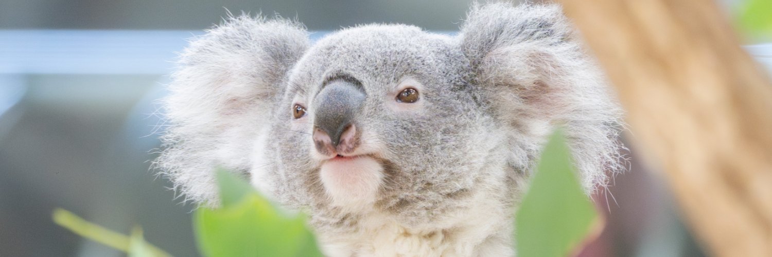 もこぴ🐨🍄🍤 banner