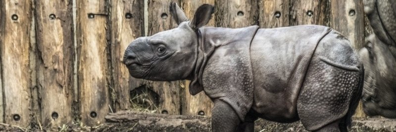 Patrik Huzsvári banner