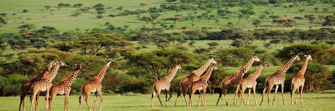 𝐃𝐫 𝐙𝐚𝐢𝐅𝐞𝐧𝐠 𝐁𝐫𝐢𝐚𝐧 𝐌𝐮𝐡𝐨𝐨𝐳𝐢 🇨🇳 banner