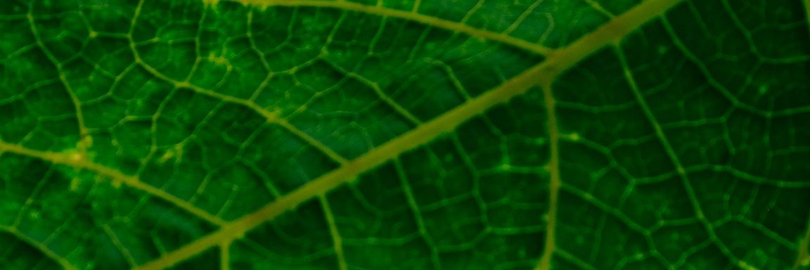 danuhlingga's profile banner image