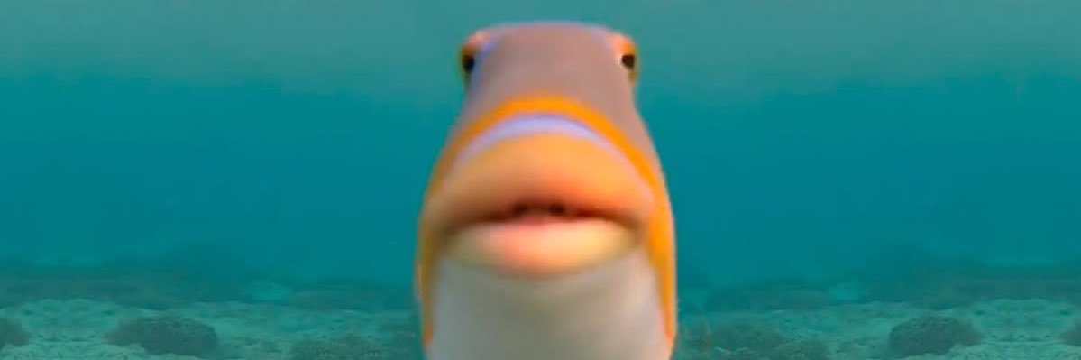 escargotecarg's profile banner image