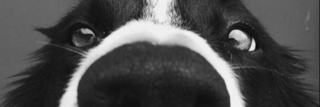 MidgetABI's profile banner image