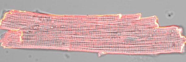 LCSommerfeld Profile Banner