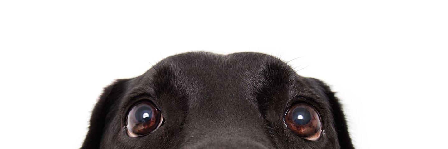 FDA CVM (Center for Veterinary Medicine)'s banner