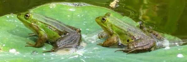 CharLovesFrogs Profile Banner