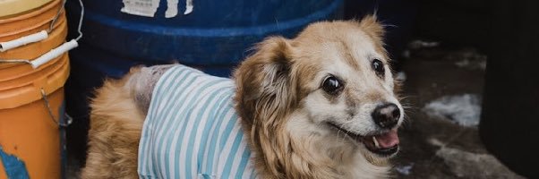 thegrumpuss's profile banner image