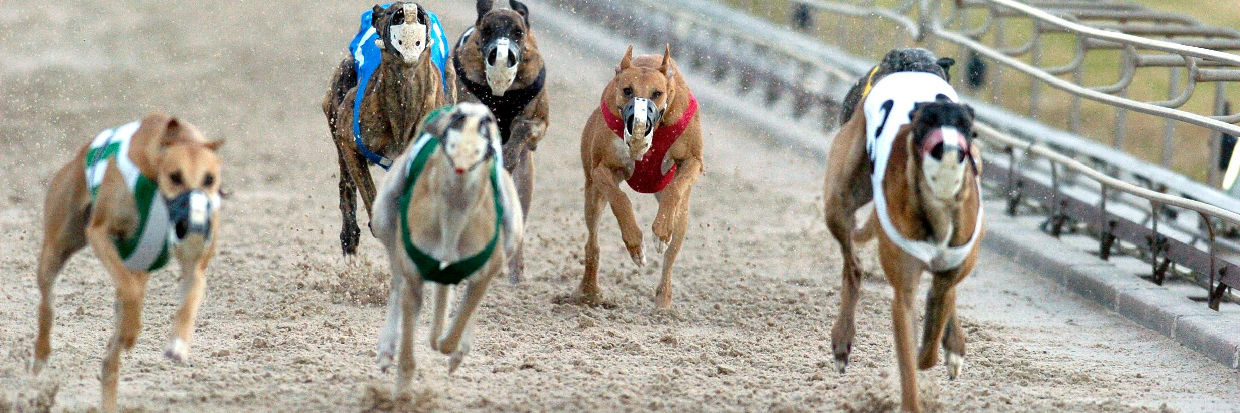 gulfgreyhound's profile banner image