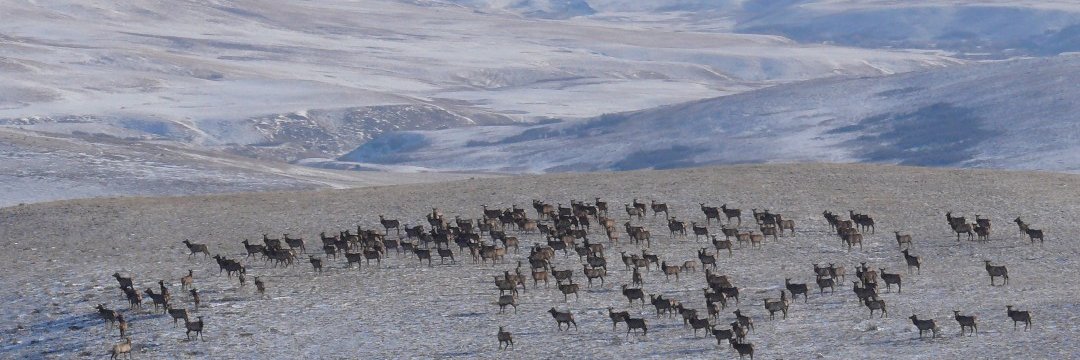 Alberta Conservation banner
