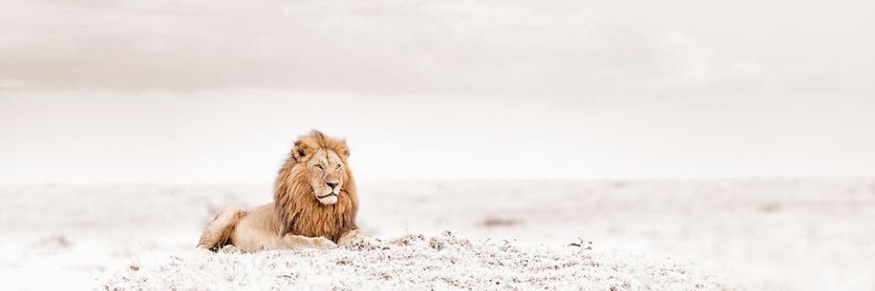 monkeyDsoso's profile banner image