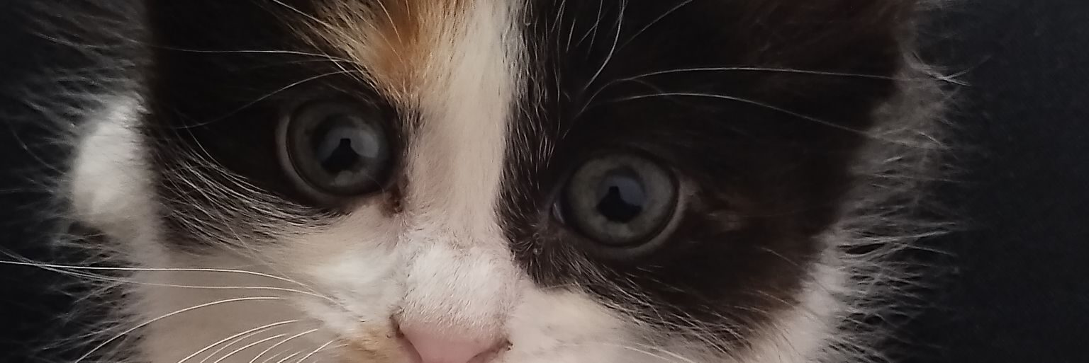 mecarqui's profile banner image