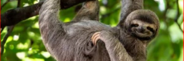 Nanardion Profile Banner