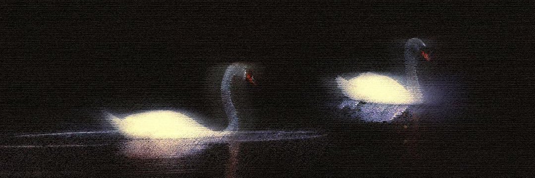 z banner
