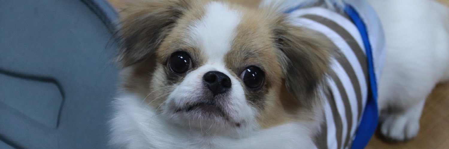 primkst's profile banner image