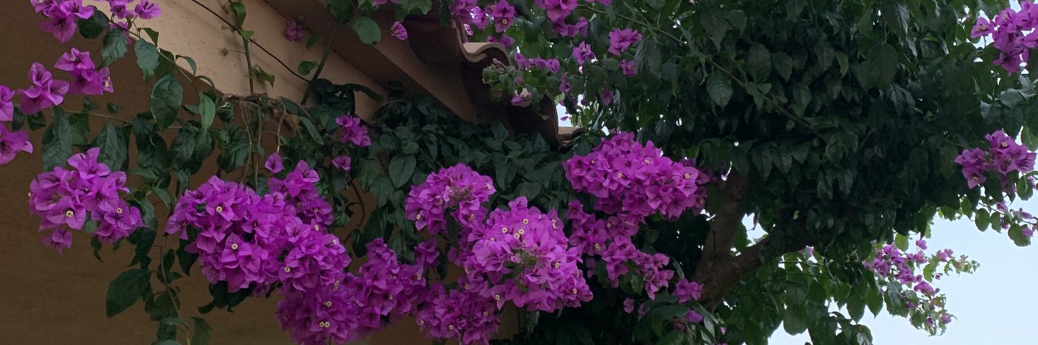 elenaribera's profile banner image