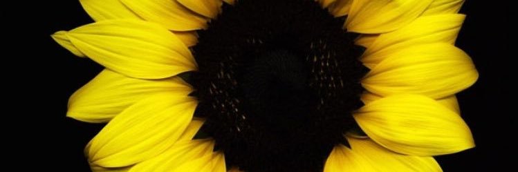 sarahnmasse's profile banner image